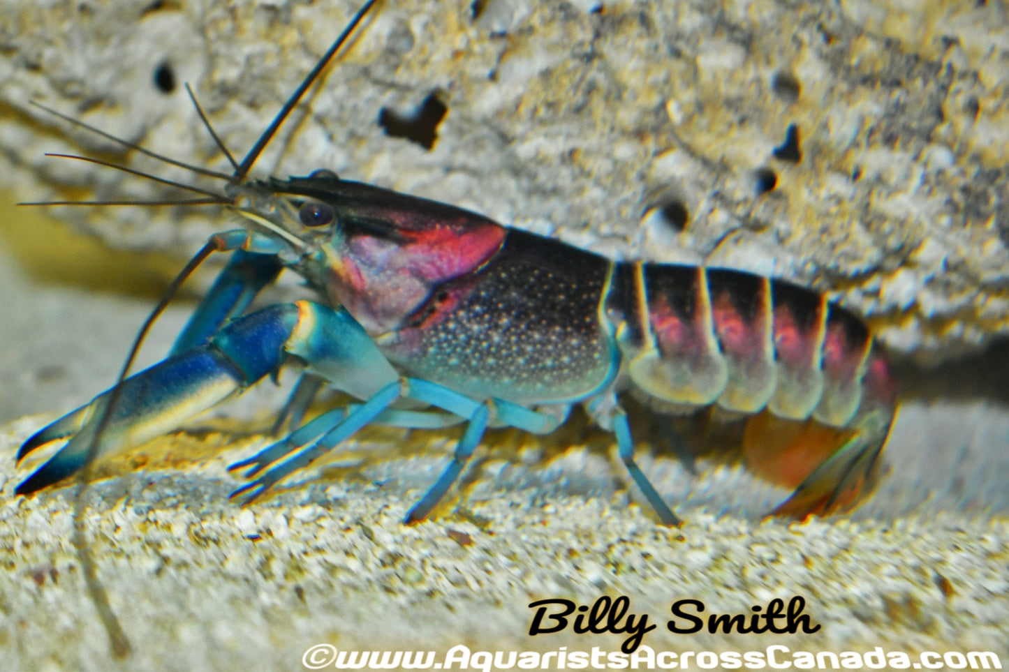 HOA CREEK LOBSTER (Cherax Pulcher) - Aquarists Across Canada