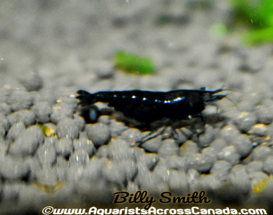 BLACK SHRIMP (Neocaridina Davidi (Heteropoda) - Aquarists Across Canada