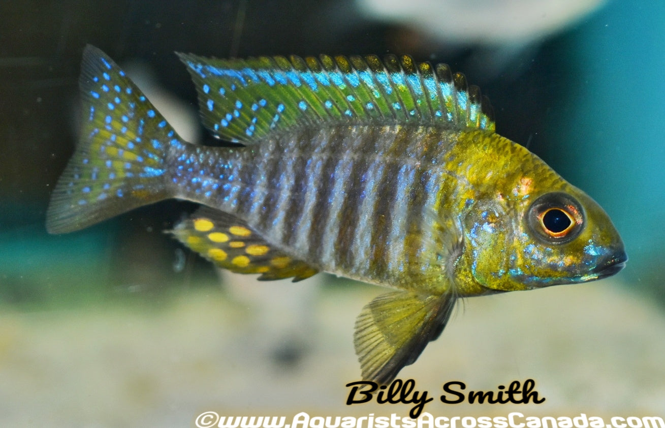 AULONOCARA CHITANDE .SP NKHATA BAY (YELLOW HEAD PEACOCK) F1 2-2.5" SEXED - Aquarists Across Canada