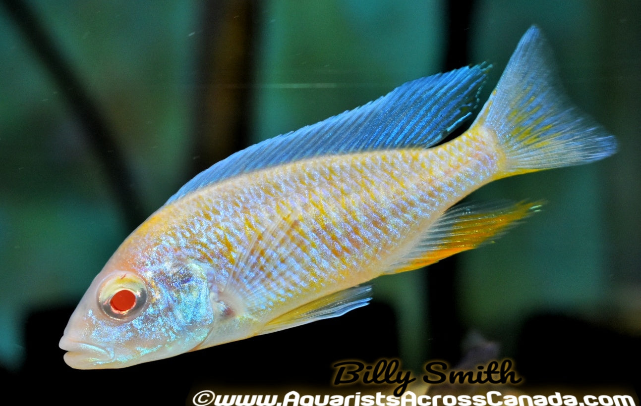 SCIAENOCHROMIS FRYERI. SP *ALBINO* (Housebred, DOM) 2-2.5" SEXED - Aquarists Across Canada