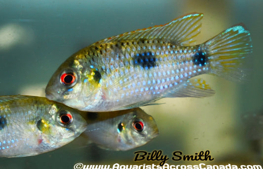 AFRICAN BUTTERFLY CICHLID (Anomalochromis thomasi) - Aquarists Across Canada