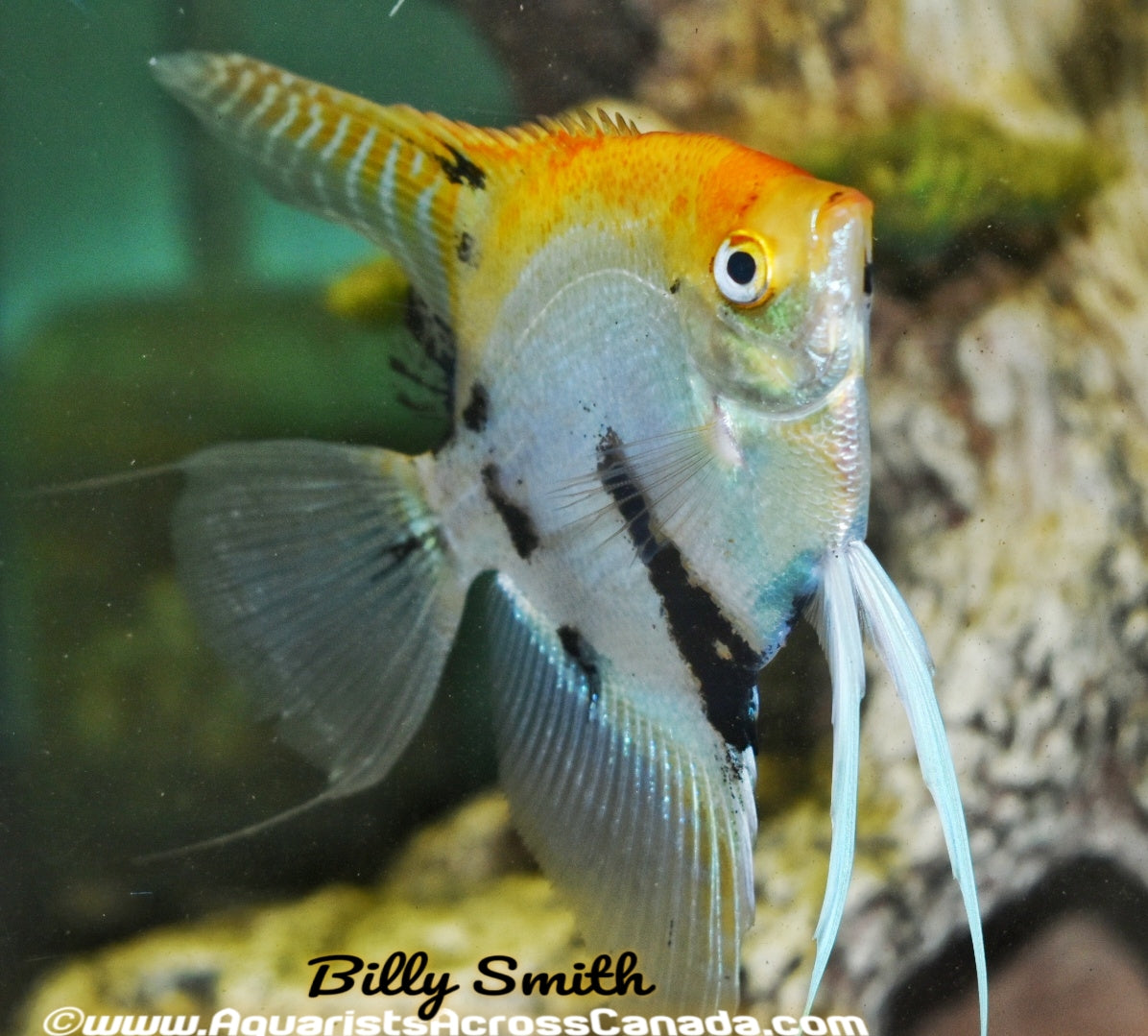 ANGELFISH MEDIUM (Pterophyllum scalare) - Aquarists Across Canada