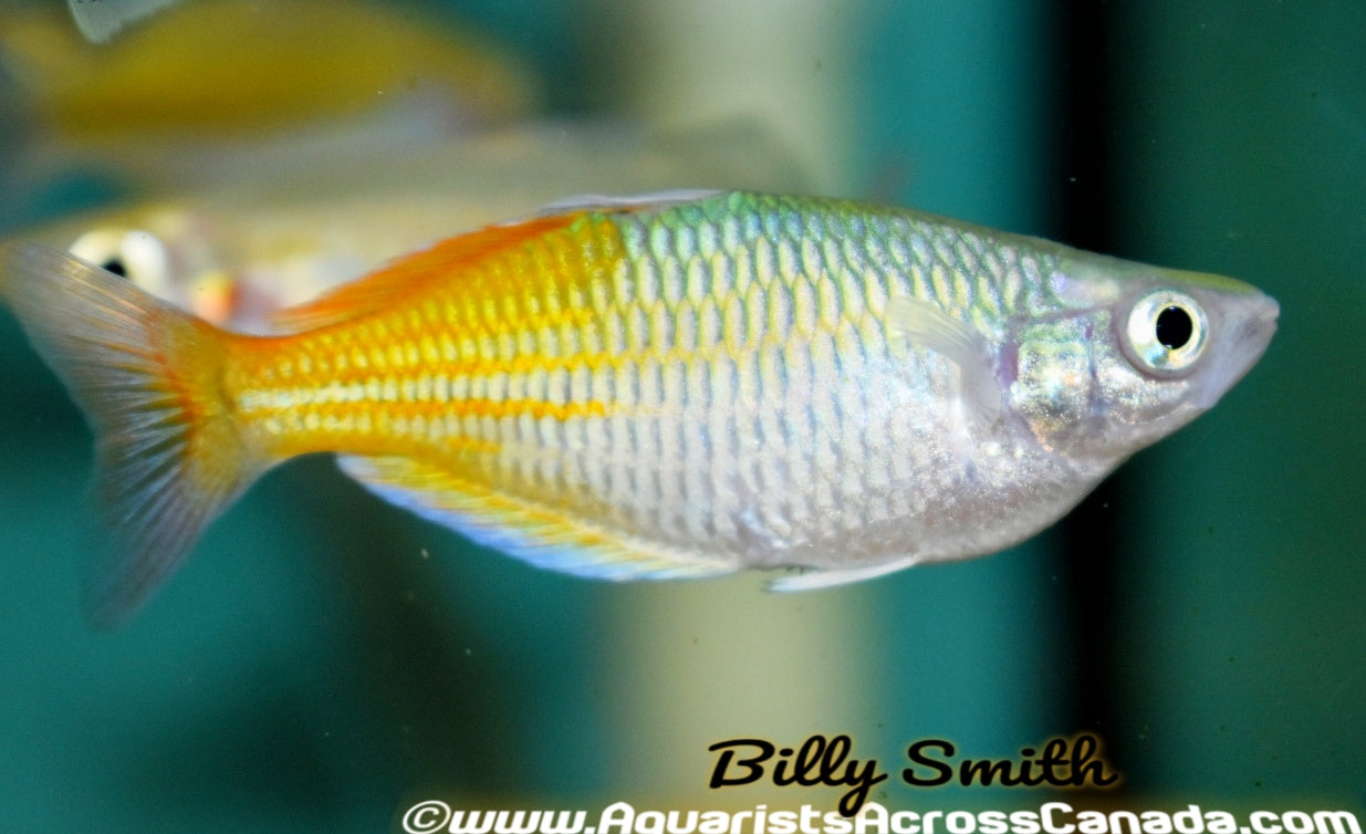 BOESMANI RAINBOW (Melanotaenia boesemani) - Aquarists Across Canada