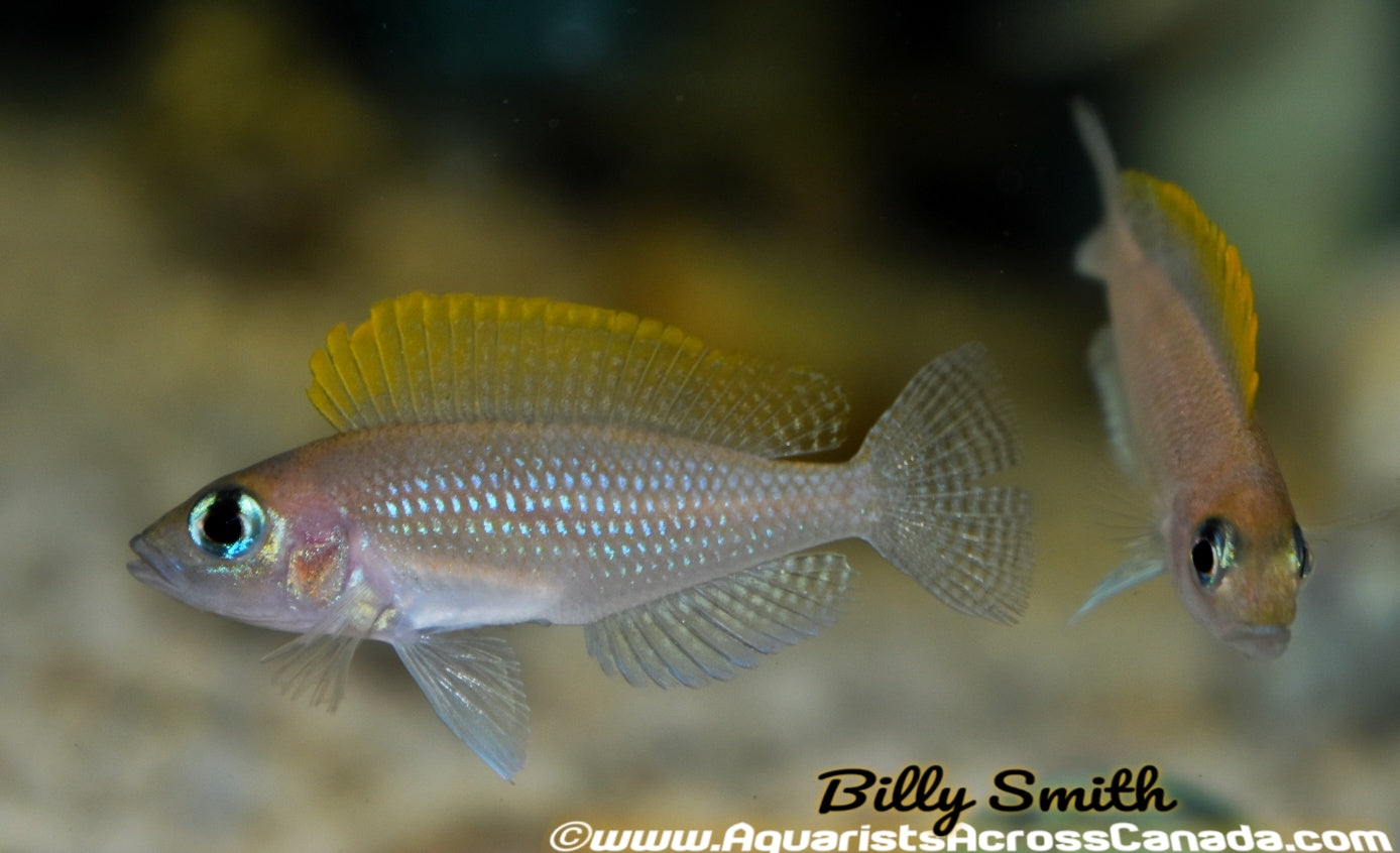 NEOLAMPROLOGUS CAUDOPUNCTATUS - Aquarists Across Canada