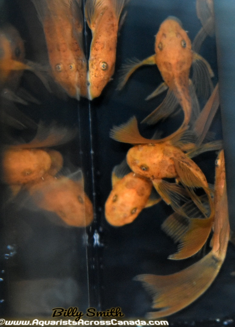 BRISTLENOSE *SUPER RED LONGFIN!* (Ancistrus sp) - Aquarists Across Canada