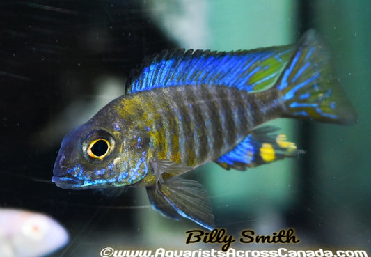 AULONOCARA HUSERI "LIKOMA" (MIDNIGHT) HOUSEBRED *F1* 3" SEXED - Aquarists Across Canada