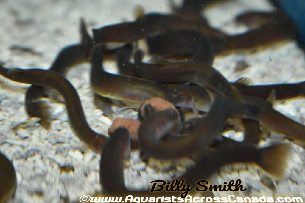 Java Loach Fish JAVA LOACH (Pangio Javanicus) – Aquarists Across Canada