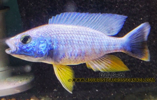 FRYERI ICEBERG (SCIAENOCHROMIS FRYERI. SP *ICEBERG*) 5-6" MALE - Aquarists Across Canada