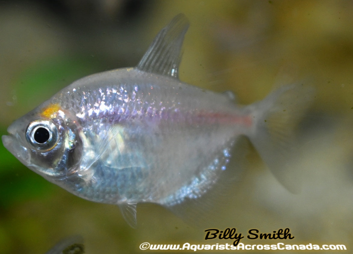 WHITE SKIRT TETRA (Gymnocorymbus ternetzi) - Aquarists Across Canada