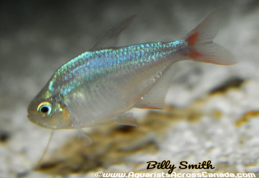 RED AND BLUE COLUMBIAN TETRA (Hyphessobrycon columbianus) - Aquarists Across Canada