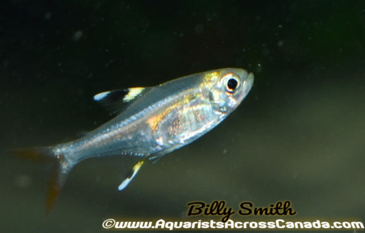 PRISTELLA TETRA (Pristella maxillaris) - Aquarists Across Canada