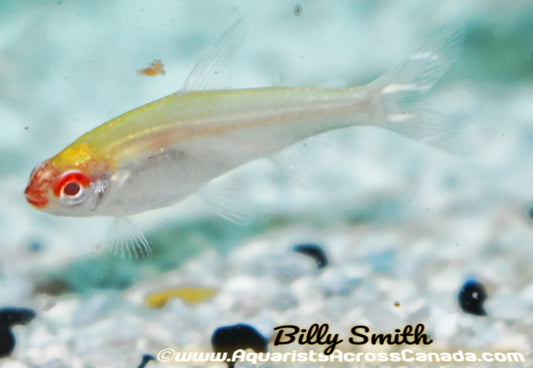 RUMMYNOSE TETRA *ALBINO* (Hemigrammus rhodostomus .Var) - Aquarists Across Canada