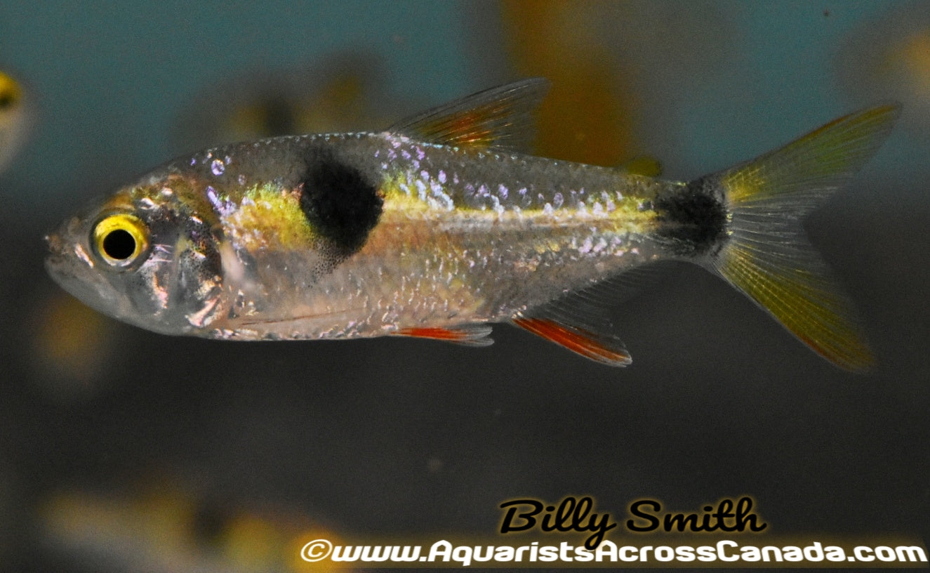 Exodon Fish BUCKTOOTH TETRA (Exodon paradoxus) – Aquarists Across Canada