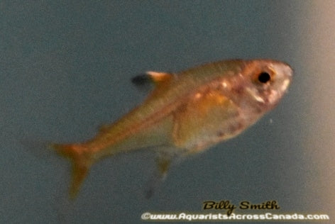 EMBER TETRA (Hyphessobrycon amandae) - Aquarists Across Canada