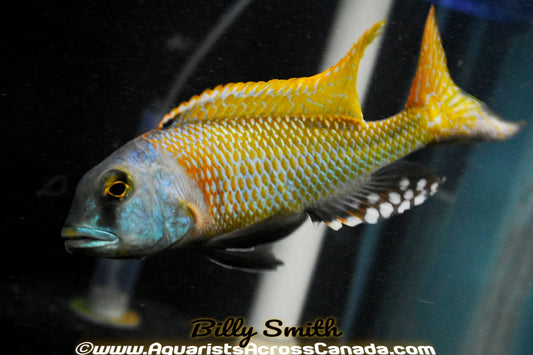 BUCCHOCHROMIS NOTOTAENIA  (HOUSEBRED, F1) 2.5" UNSEXED - Aquarists Across Canada