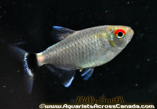 RED EYE TETRA (Moenkhausia sanctaefilomenae) - Aquarists Across Canada