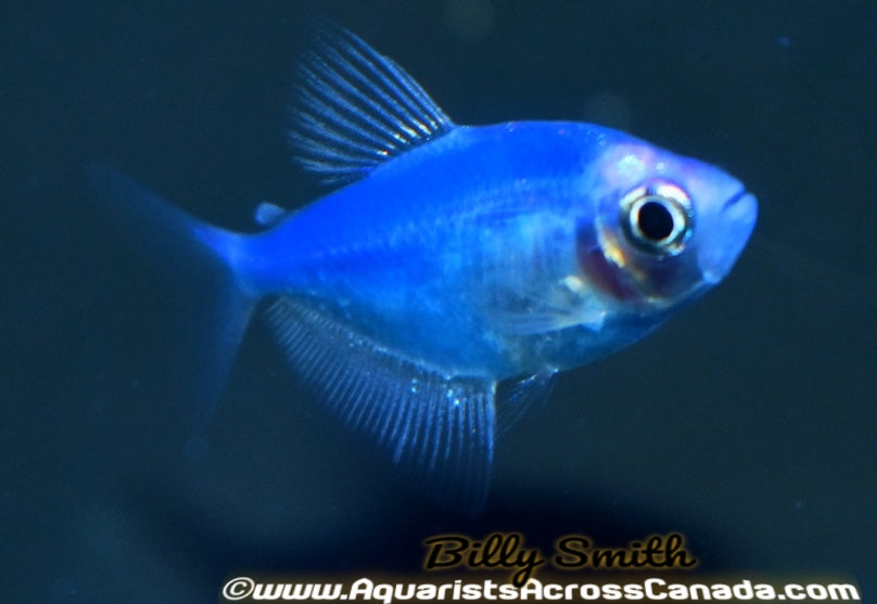 GLO COSMIC BLUE (Gymnocorymbus ternetzi .var) - Aquarists Across Canada