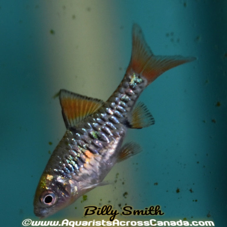 CHECKERED BARB (Capoeta oligolepsis) – Aquarists Across Canada