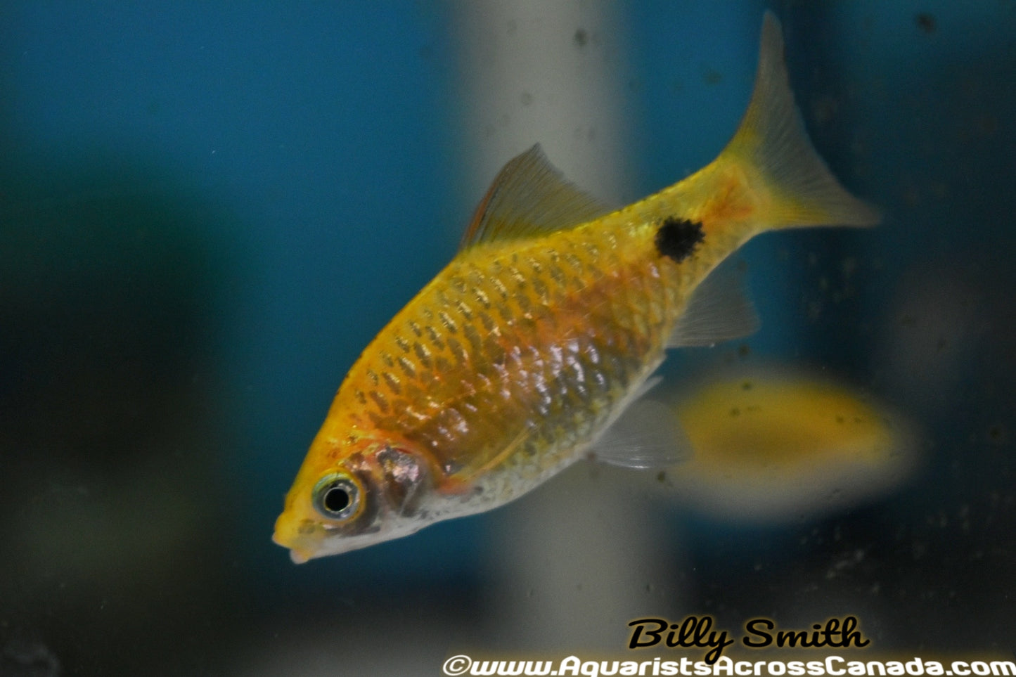 ROSY BARB (Pethia conchonius) - Aquarists Across Canada