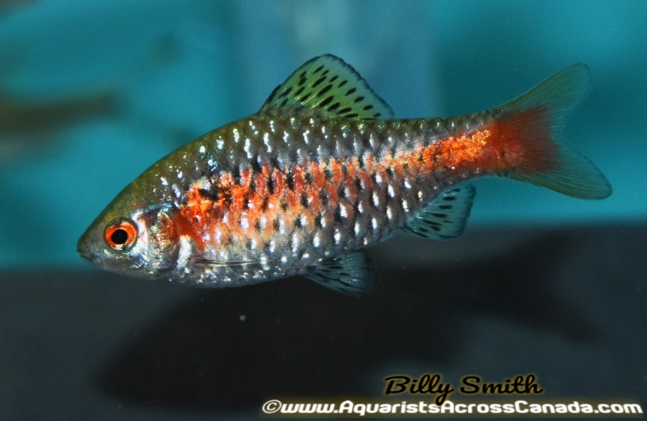 ODESSA BARB (Pethia padamya) - Aquarists Across Canada