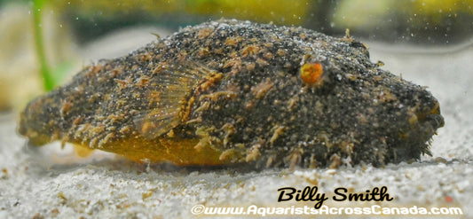 HAIRY PUFFER (Tetraodon baileyi) - Aquarists Across Canada