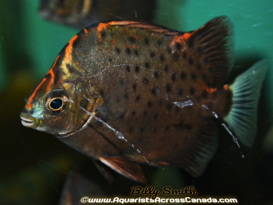 NEW ARRIVALS – Page 2 – Aquarists Across Canada