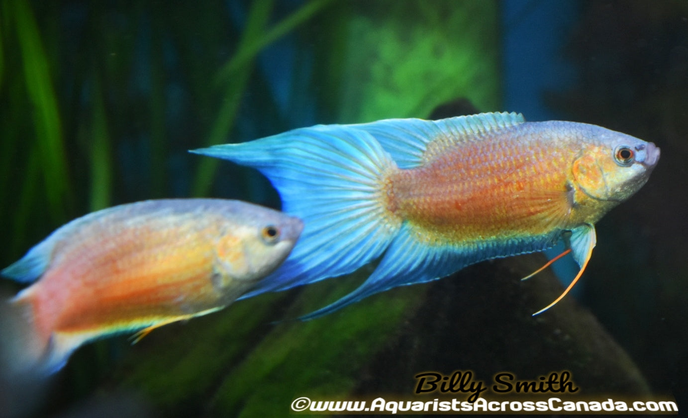 BLUE-FIN RED FLAME PARADISE (Macropodus opercularis .var) - Aquarists Across Canada