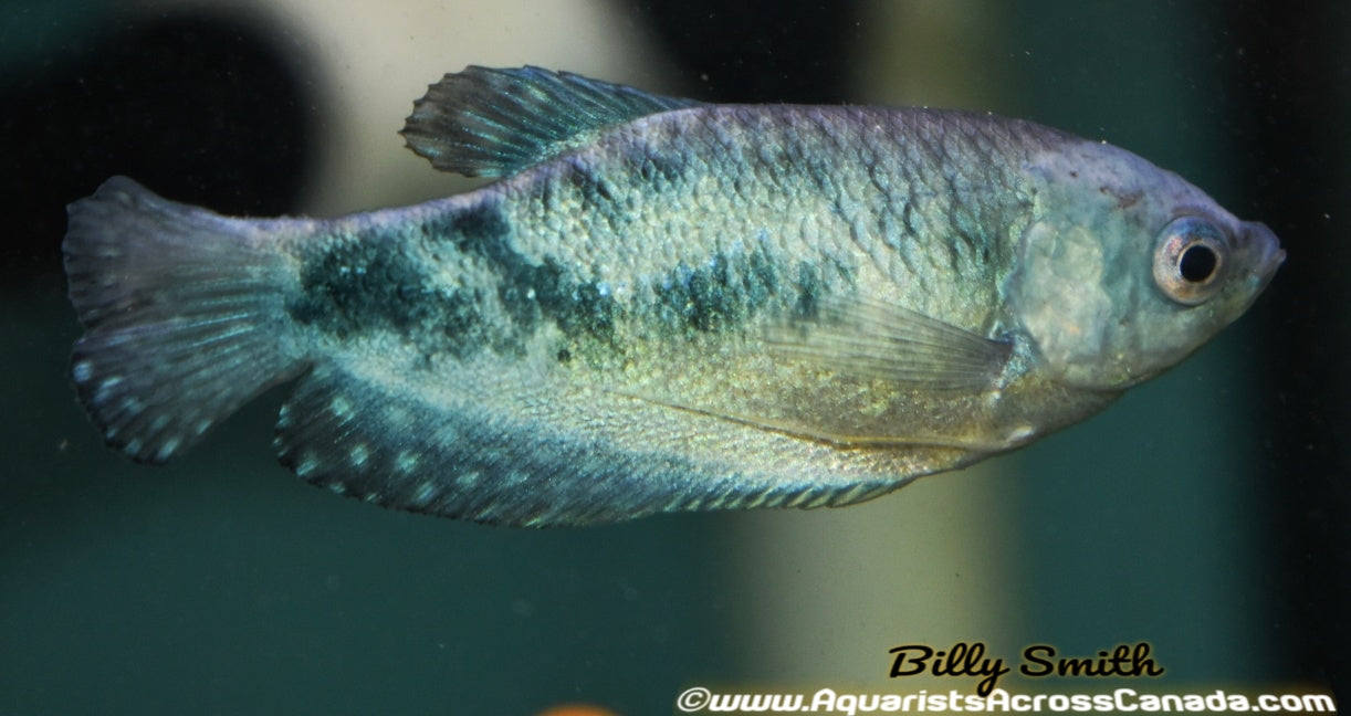 BLUE GOURAMI (Trichopodus trichopterus) - Aquarists Across Canada