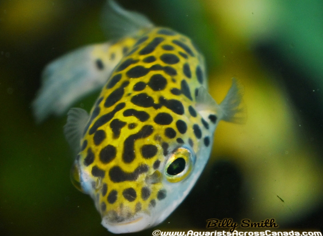 GREEN SPOTTED PUFFER (Tetradon nigroviridis) - Aquarists Across Canada