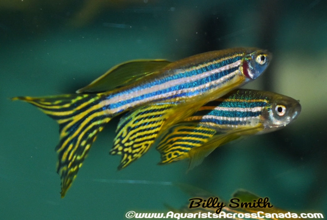 ZEBRA DANIO (Danio rerio) - Aquarists Across Canada