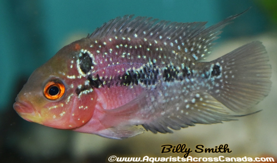 FLOWERHORN RED DRAGON from 2.5" - Aquarists Across Canada