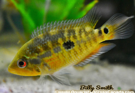 PARACHROMIS LOISELLEI (Parachromis .cf loisellei *panama*) - Aquarists Across Canada