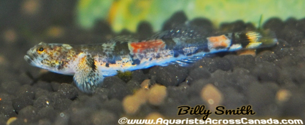 TIGER GOBY (Schismatogobius ampluvinculus) - Aquarists Across Canada