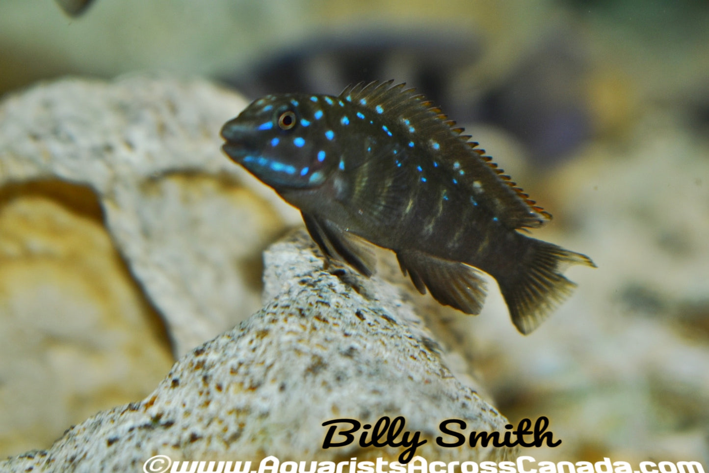 TANGANYIKAN GOBY (Eretmodus cyanostictus Congo* F1 - Aquarists Across Canada