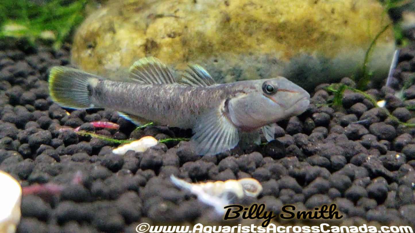 RHINO GOBY (Rhinogobius candidianus) - Aquarists Across Canada