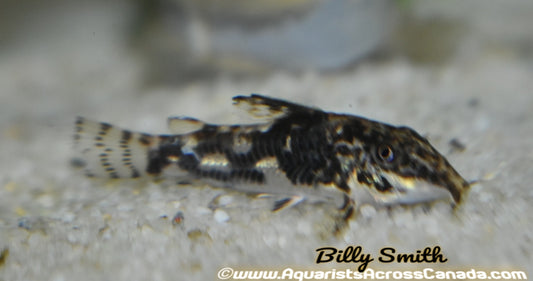 BANDED CORYDORA (Scleromystax barbatus) - Aquarists Across Canada