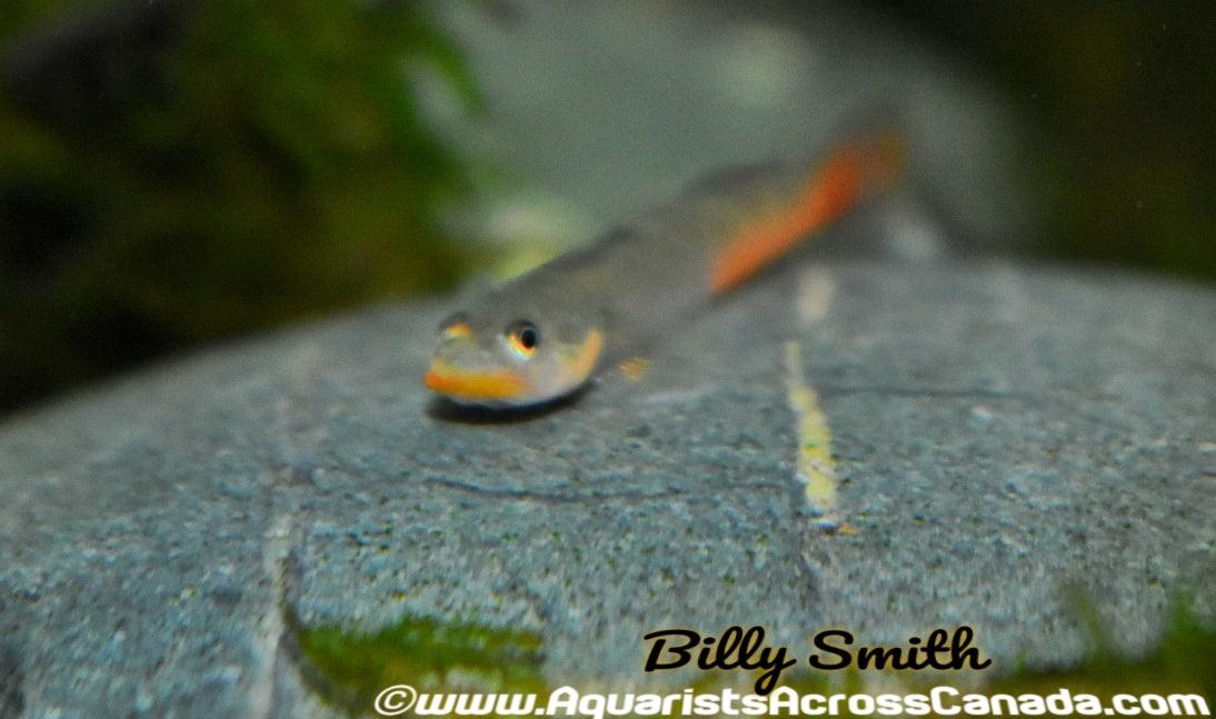 RED LIPSTICK GOBY (Sicyopus exallisquamulus) - Aquarists Across Canada