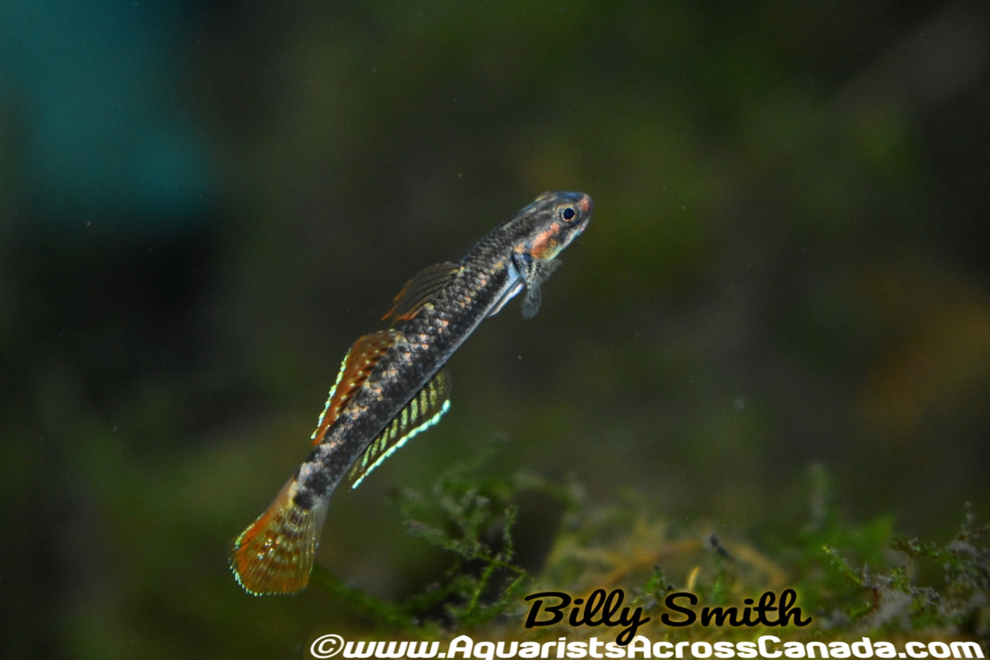 RAINBOW GOBY (Stiphodon Ornatus) - Aquarists Across Canada