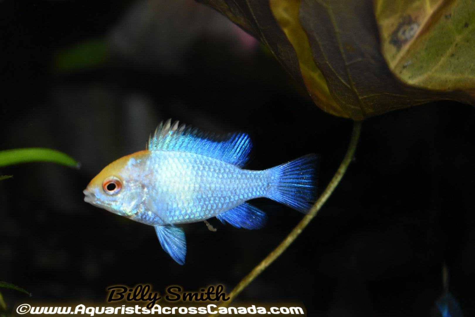 ELECTRIC BLUE RAM (Microgeophagus ramirezi. Sp) - Aquarists Across Canada