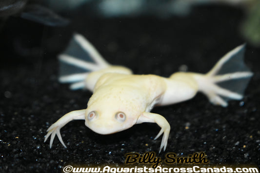 AFRICAN CLAWED FROG *ALBINO* (Xenopus laevis) - Aquarists Across Canada