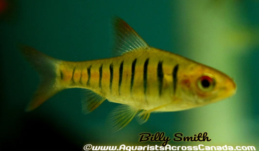 AFRICAN BANDED BARB (enteromius fasciolatus) - Aquarists Across Canada