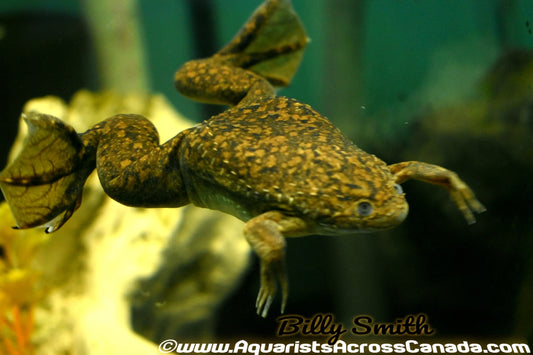 AFRICAN CLAWED FROG (Xenopus laevis) - Aquarists Across Canada