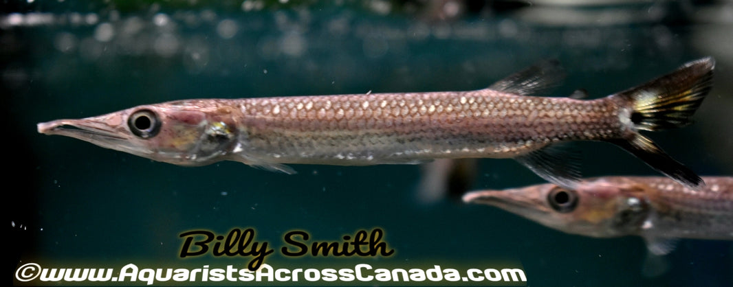 Predatory and Monster fish – Aquarists Across Canada