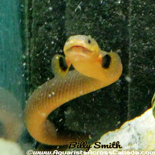 ROPE FISH (Erpetoichthys calabaricus) - Aquarists Across Canada