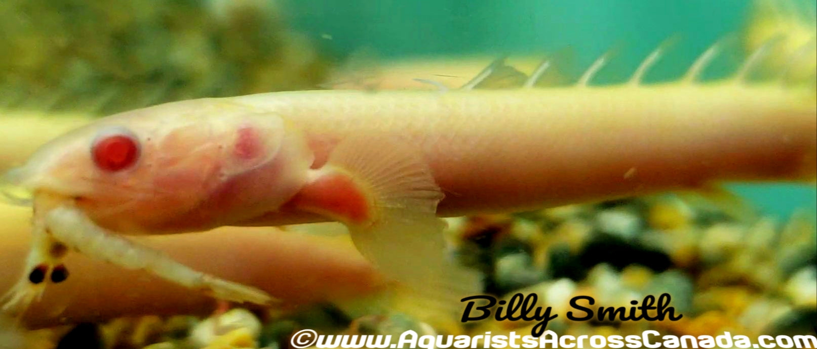 SENEGAL BICHIR *ALBINO* (Polypterus senegalus. SP albino) - Aquarists Across Canada