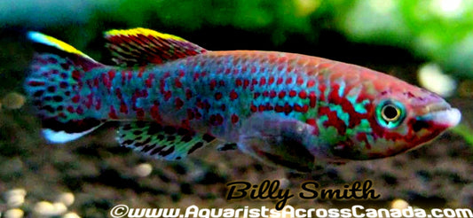 CHRISTY'S LYRETAIL KILLIFISH (Aphyosemion christyi) - Aquarists Across Canada