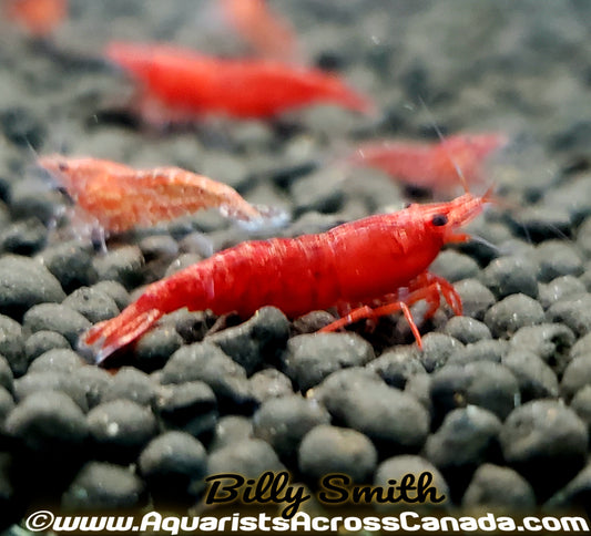 BLOODY MARY SHRIMP (neocaridina davidi .var) - Aquarists Across Canada