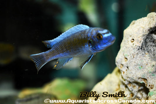 LABEOTROPHEUS TREWAVASAE "MPANGA RED" - Aquarists Across Canada