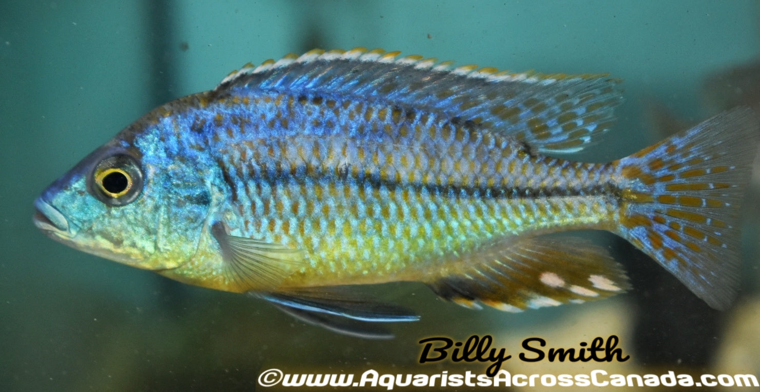 PROTOMELAS FENESTRATUS "MUMBO ISLAND" F1 4" - Aquarists Across Canada