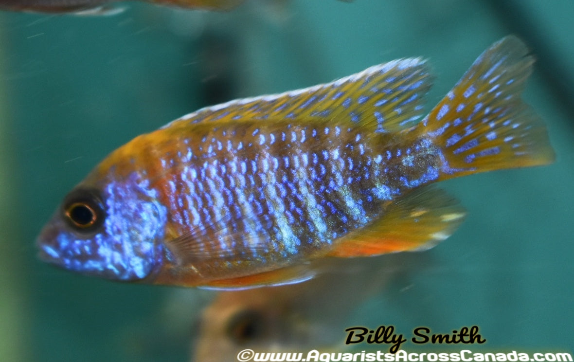 AULONOCARA. SP "RUBY" (RUBY RED) 5.5" MALE - Aquarists Across Canada